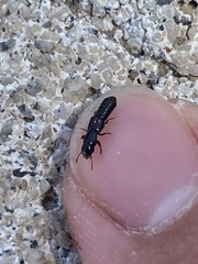 Osoriinae