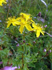 Hypericum maculatum obtusiusculum
