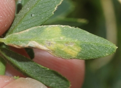 Liriomyza trifoliearum