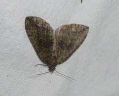 Hydriomena furcata