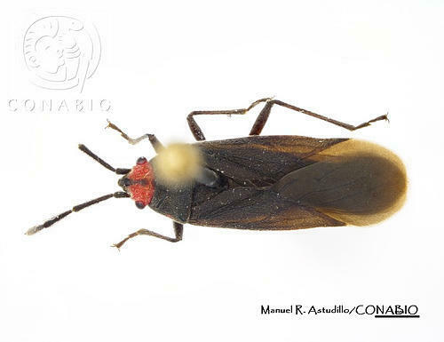 Acroleucus nexus