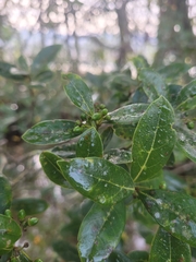 Ocotea pulchella