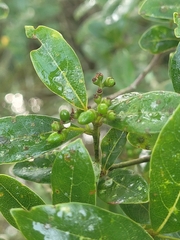 Ocotea pulchella