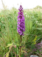 Gymnadenia densiflora