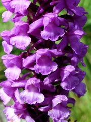 Gymnadenia densiflora