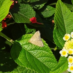 Loxostege sticticalis