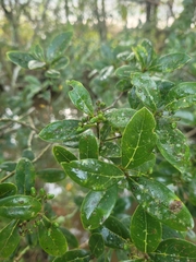Ocotea pulchella