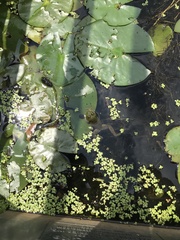 Lithobates catesbeianus
