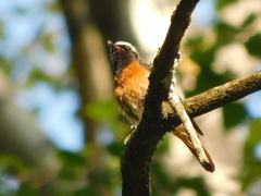 Phoenicurus phoenicurus