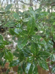 Ocotea pulchella