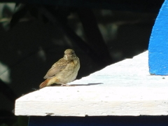 Phoenicurus phoenicurus