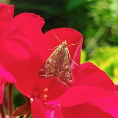 Loxostege sticticalis