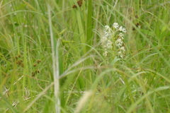 Platanthera leucophaea