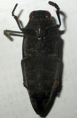 Amblysterna natalensis
