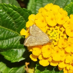 Loxostege sticticalis