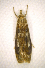 Occidentalia comptulatalis