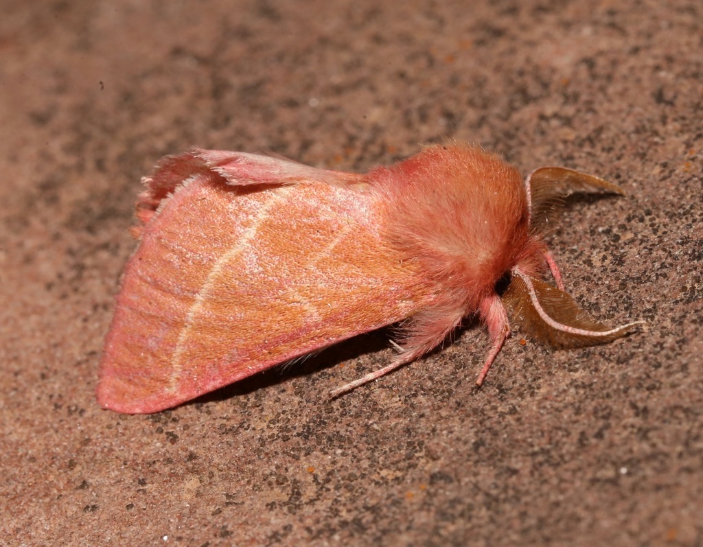 Hyparpax venus