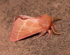 Hyparpax venus