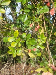Paullinia trigonia