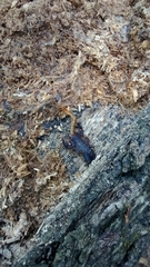 Vaejovis carolinianus