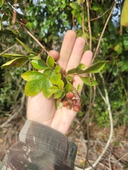 Paullinia trigonia