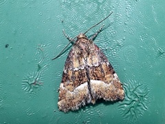 Photedes captiuncula