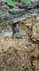 Vaejovis carolinianus