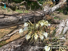 Brassavola