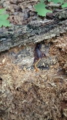 Vaejovis carolinianus