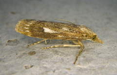 Occidentalia comptulatalis