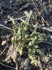 Pedicularis semibarbata charlestonensis