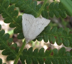 Macrochilo cribrumalis
