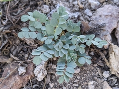 Astragalus oophorus