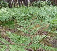Pteridium pinetorum
