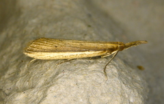 Donacaula albicostellus
