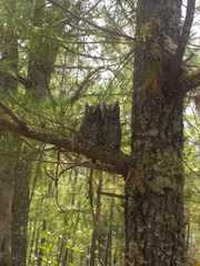 Megascops trichopsis