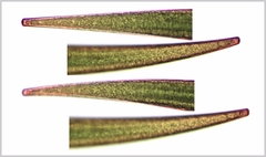 Closterium ralfsii