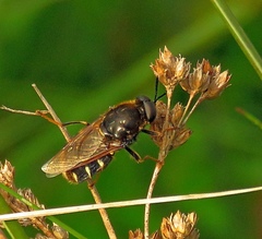 Stratiomys singularior