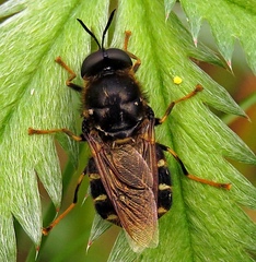 Stratiomys singularior