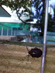 Pentatomoidea