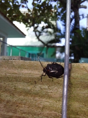 Pentatomoidea