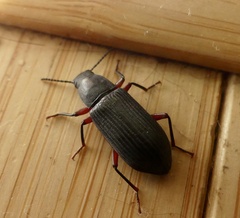 Xylopinus saperdoides