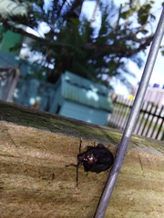 Pentatomoidea