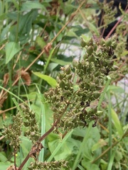 Filipendula ulmaria