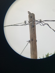 Passeriformes