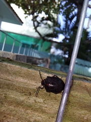 Pentatomoidea