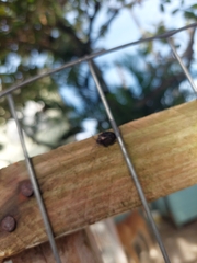 Pentatomoidea