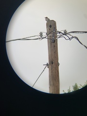 Passeriformes