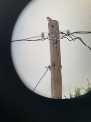Passeriformes