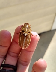 Polyphylla occidentalis